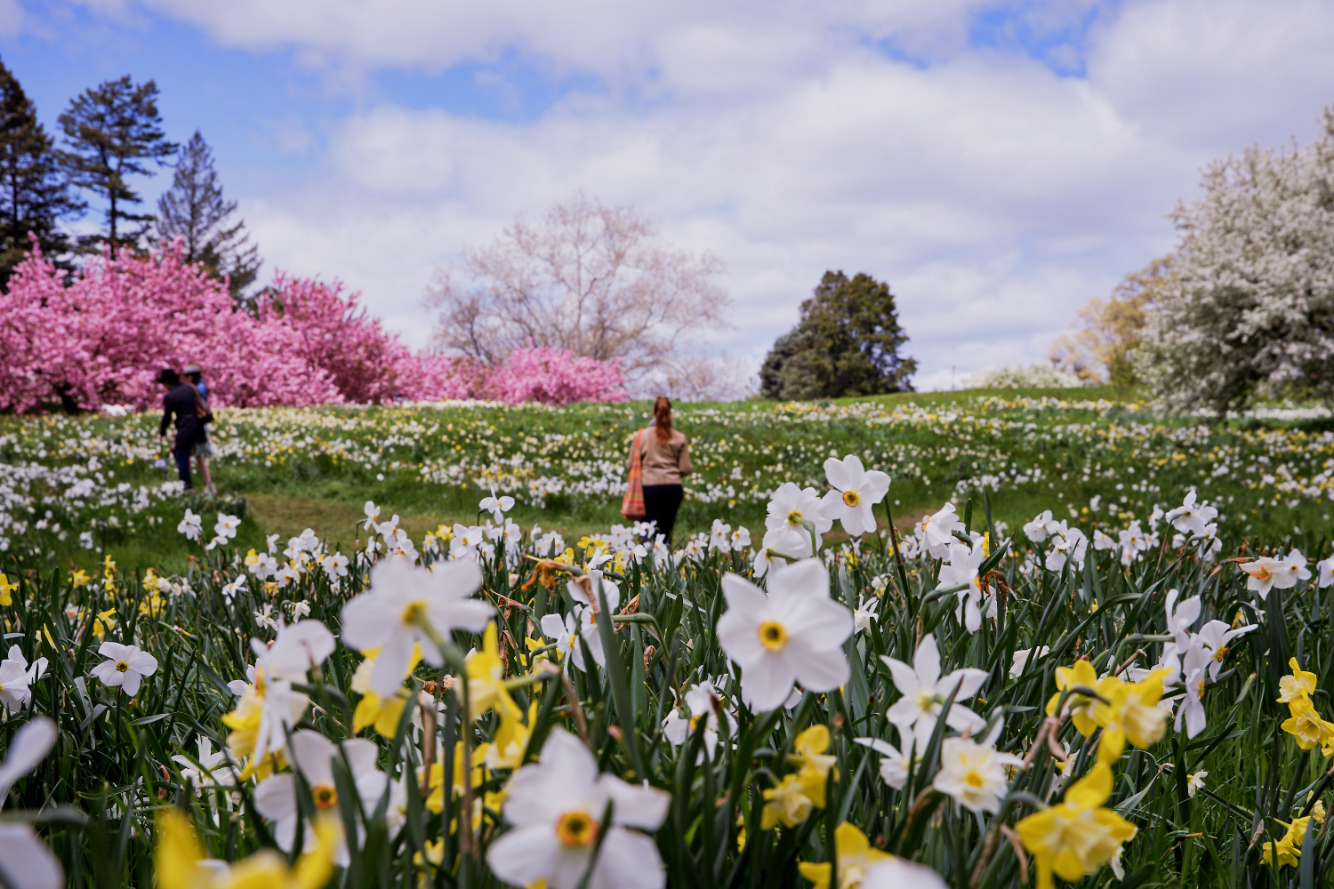 New York botanic garden