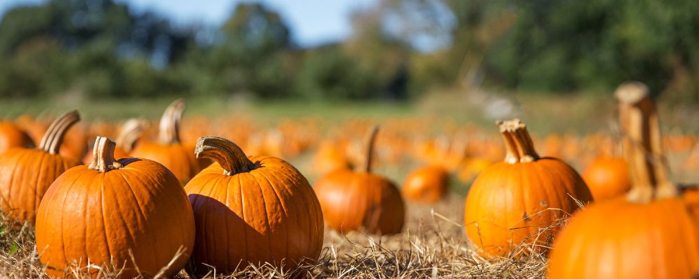 8 Best Fall Festivals: Dates and Highlights