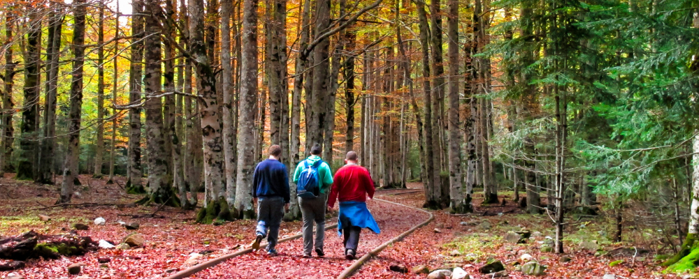 Best Hiking Trails for Fall Foliage