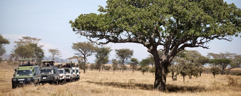 African Safari